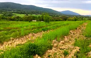 Земеделски имот в Пазарджик, Стрелча