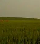 Земеделски имот във Варна, Суворово