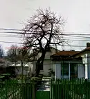 Къща в Добрич, Кралска зона
