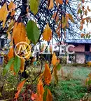 Къща в Кюстендил, с. Горна Гращица