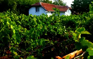Къща във Враца, с. Нивянин