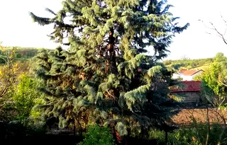 Къща в Ямбол, с. Тенево